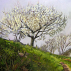 Ciliegi